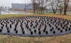 Przygotowany do sadzenia teren z drzewem po środku otoczonym krzewami róż w donicach