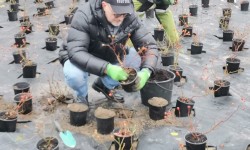Osoba otoczona donicami z różami, w trakcie wyciągania krzewu z donicy