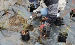 Osoba otoczona donicami z różami, w trakcie kopania doły na krzew