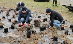 Grupa osób kopiąca doły dla krzewów róż